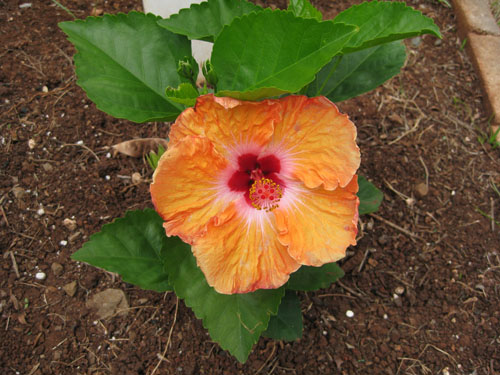 What is a dwarf hibiscus?